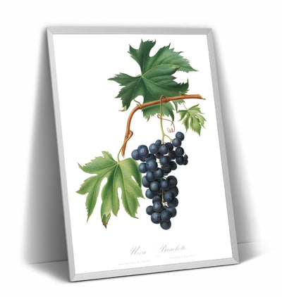 Brachetto Grape (Vitis Vinifera Niceaensis) Print - Magic Posters