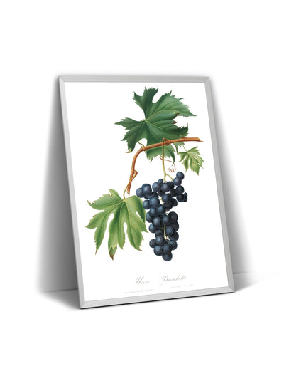 Brachetto Grape (Vitis Vinifera Niceaensis) Print - Magic Posters