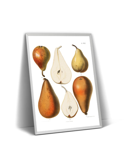 Vintage Fresh Pears 1887 Print - Magic Posters